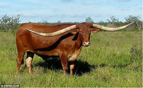 ������ţ ���������ţ��2.7686�ף�ͼ��